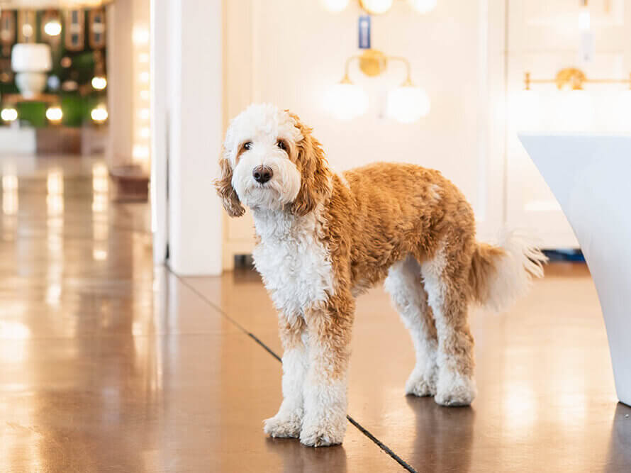 Showroom dog Ace walking through the White Star Supply lighting display area.